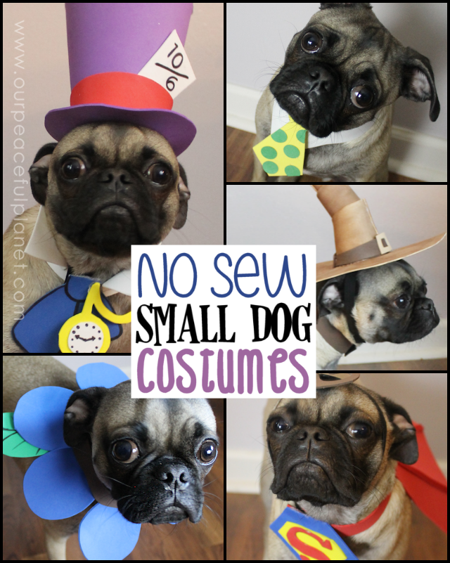 Unique small dog Halloween costume ideas made from craft foam! Free patterns! Superman dog costume, a Mad Hatter dog costume, Gandalf dog costume & more!