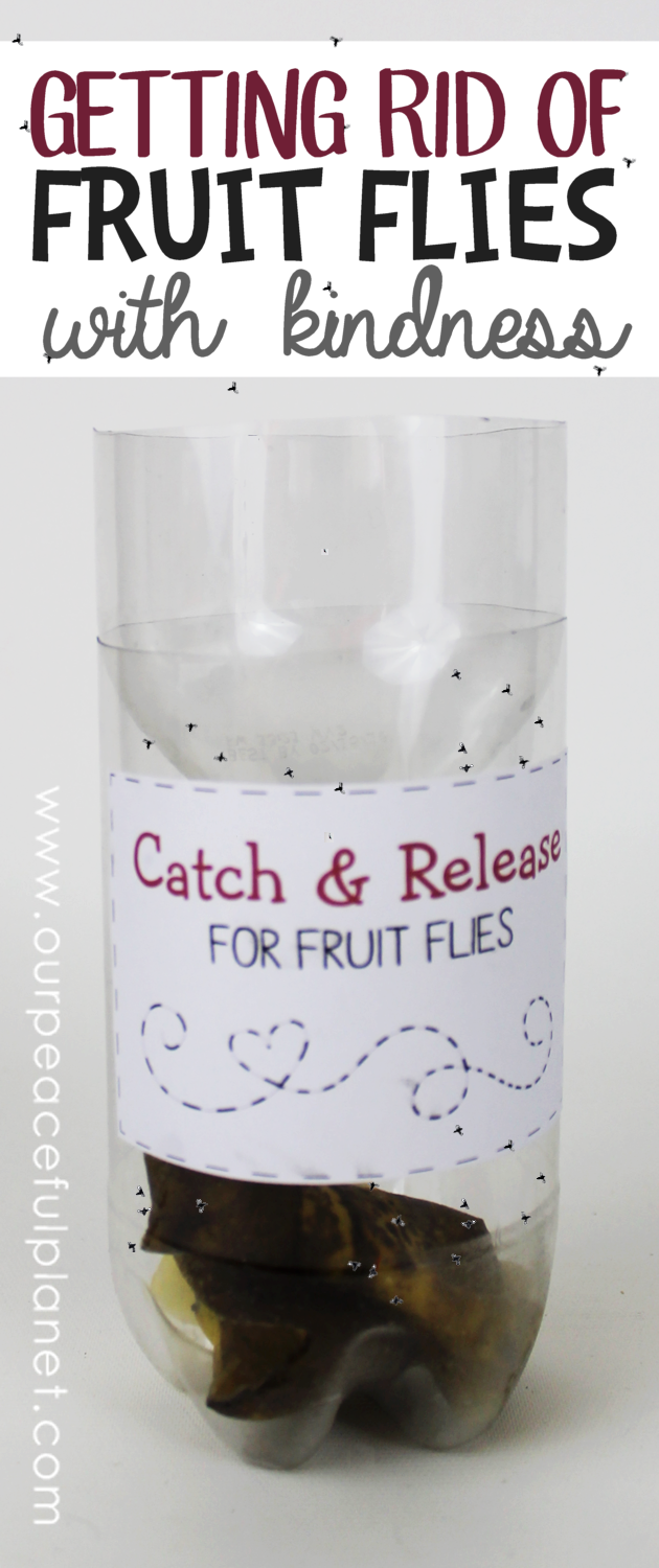 Getting rid of fruit flies can be done quickly and kindly with a DIY fruit fly catcher made from a plastic bottle. Just add some ripe fruit for bait!