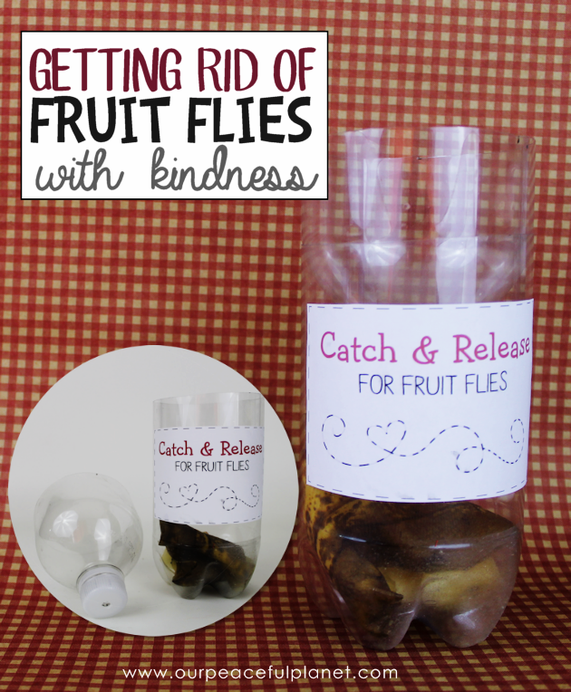 Getting rid of fruit flies can be done quickly and kindly with a DIY fruit fly catcher made from a plastic bottle. Just add some ripe fruit for bait!