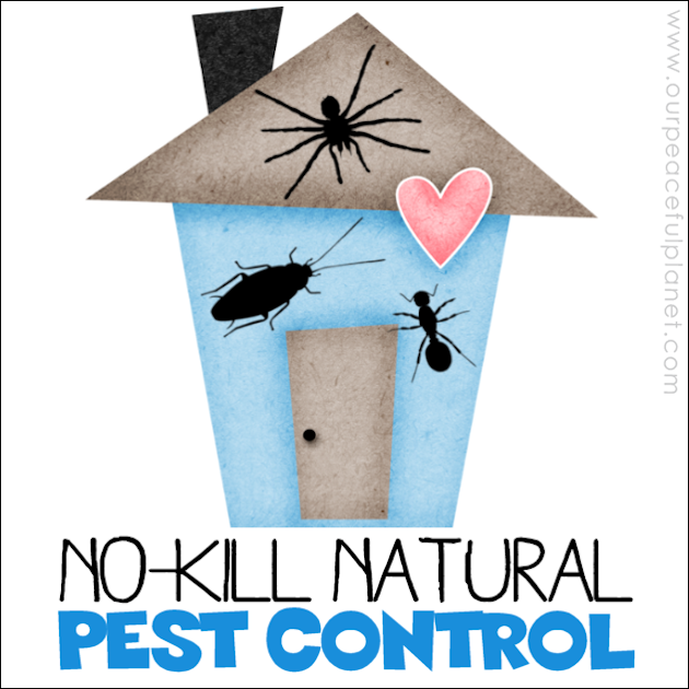 Use these no-kill natural pest control methods that work and will keep your home safe and free of the toxic chemicals and poisons in normal bug spray.