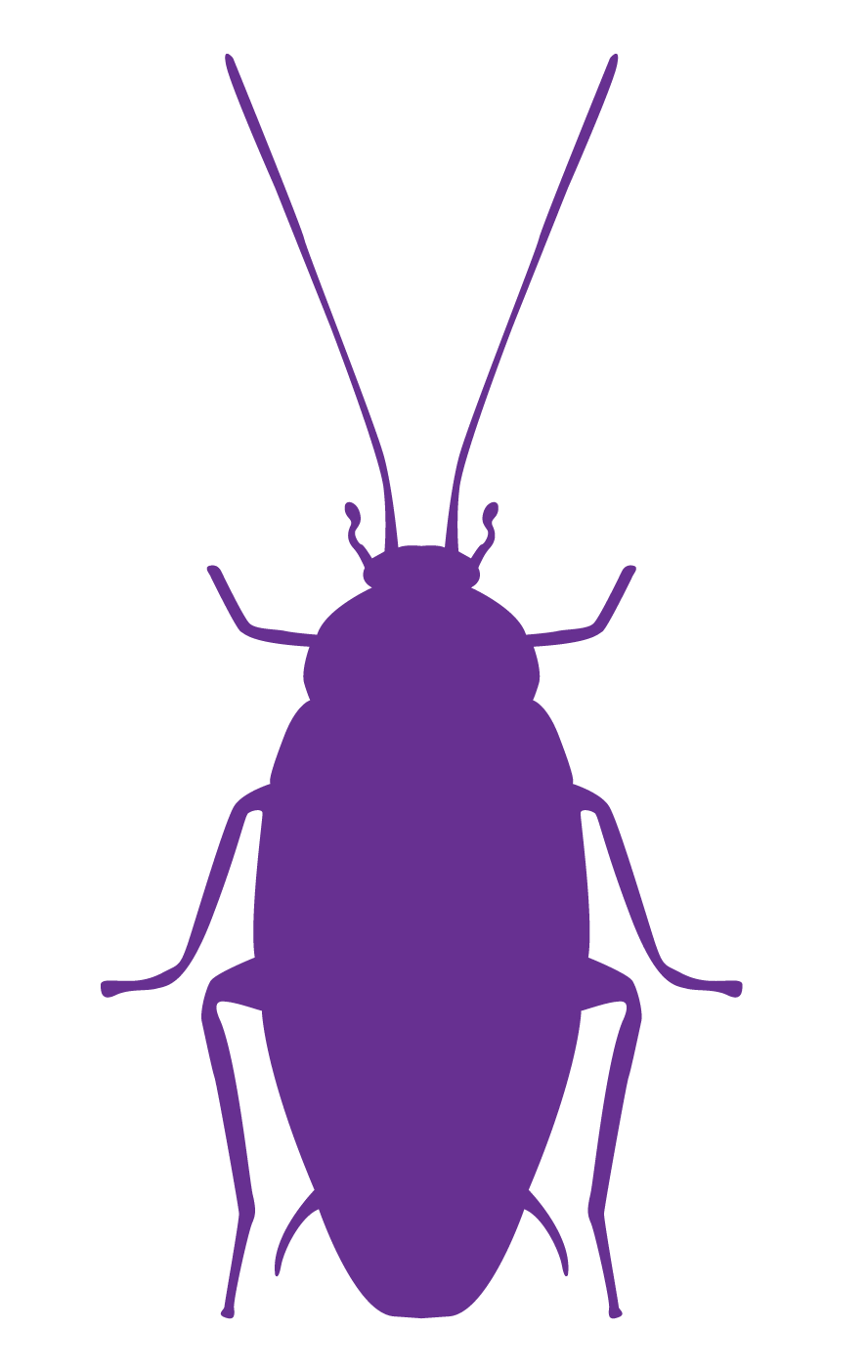 No-Kill Natural Pest Control roach