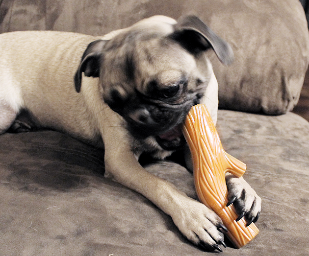 Unknown to many pet owners, rawhide for dogs has no FDA regulations and has caused sickness and even death. Read why this common treat is so dangerous.