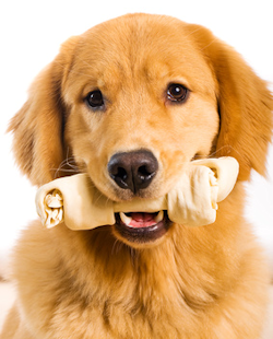 Unknown to many pet owners, rawhide for dogs has no FDA regulations and has caused sickness and even death. Read why this common treat is so dangerous.