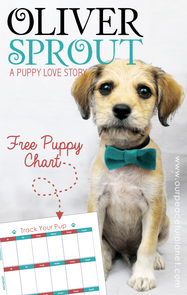 Grab a free potty training puppy chart and read about how a very special puppy named Oliver Sprout found a loving home with the help of the Humane Society. 