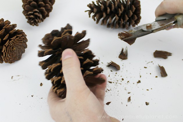  With this ultimate pinecone craft you can make a bowl of stunning succulents in a matter of minutes to add to your home decor. And they never need watered!