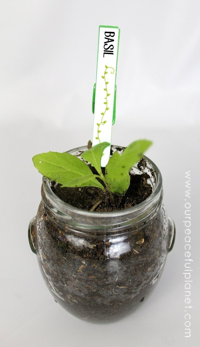 Herb Plant Lables 1